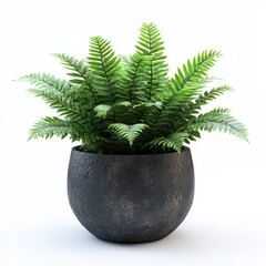 Elegant Fern Plant: Greenery in a Black Stone Pot on White Background