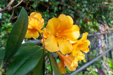 Obraz premium Yellow flower blooming 