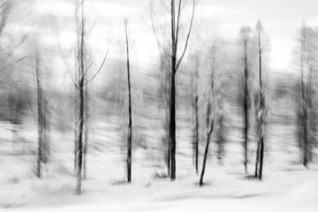 Ghostly trees sways in grayscale 