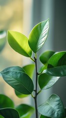Green Plant Growth: Indoor Sunlight and New Life