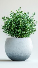 Small Green Plant in Modern Concrete Pot - Minimalist Decor