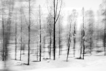 Ghostly trees sways in grayscale - 2
