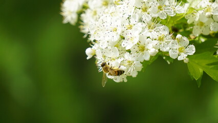 Bee collecting nectar on white blossoms in nature