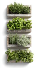 Vertical Herb Garden Displayed in Wooden Boxes Against White Background