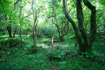 dense spring forest in the gleaming sunlight