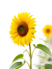 Obraz premium Large isolated blooming yellow sunflower stem