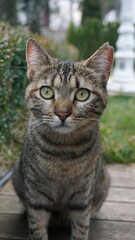Portrait of a tabby cat with green eyes sitting on wooden floor outdoors