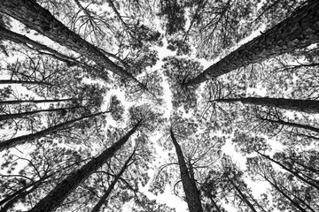 Abstract limbs reach through void - 2