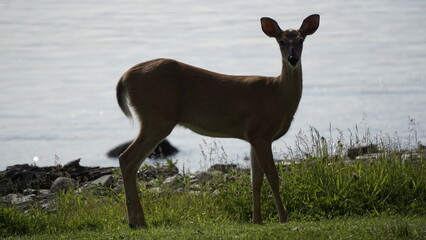 White-tailed deer in natural habitat, standing and grazing in forest and lakeside