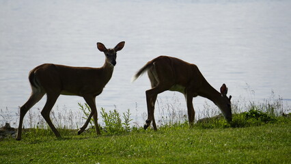 White-tailed deer in natural habitat, standing and grazing in forest and lakeside