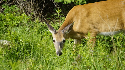 White-tailed deer in natural habitat, standing and grazing in forest and lakeside