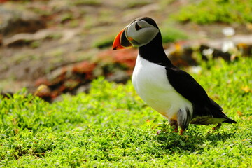 Close-Up of Atlantic Puffin Standing on Lush Green Cliffside – Colorful Beak, Bright Eyes, and Vibrant Plumage on Coastal Grassland Bright Orange Feet, Seabird Wildlife in Natural Habitat, Summer Bree