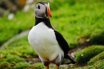 Close-Up of Atlantic Puffin Standing on Lush Green Cliffside – Colorful Beak, Bright Eyes, and...
