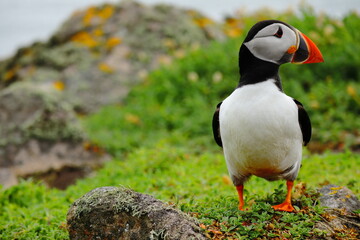 Close-Up of Atlantic Puffin Standing on Lush Green Cliffside – Colorful Beak, Bright Eyes, and Vibrant Plumage on Coastal Grassland Bright Orange Feet, Seabird Wildlife in Natural Habitat, Summer Bree