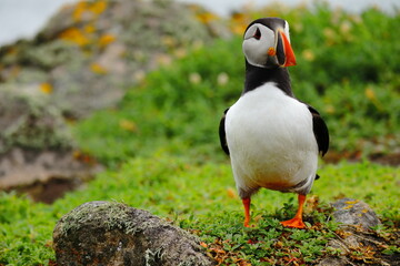 Close-Up of Atlantic Puffin Standing on Lush Green Cliffside – Colorful Beak, Bright Eyes, and Vibrant Plumage on Coastal Grassland Bright Orange Feet, Seabird Wildlife in Natural Habitat, Summer Bree