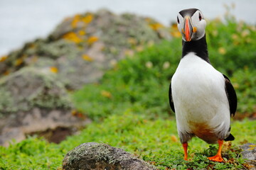 Close-Up of Atlantic Puffin Standing on Lush Green Cliffside – Colorful Beak, Bright Eyes, and Vibrant Plumage on Coastal Grassland Bright Orange Feet, Seabird Wildlife in Natural Habitat, Summer Bree