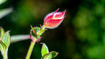 Tibouchina urvilleana (princess flower, glory bush, purple glory bush, glory tree, glory flower). This plant native to Brazil