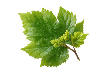 [Transparent Background PNG]Fresh Green Leaves Isolated on White Background