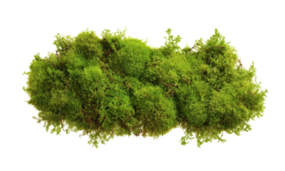 [Transparent Background PNG]Closeup of Fresh Green Moss