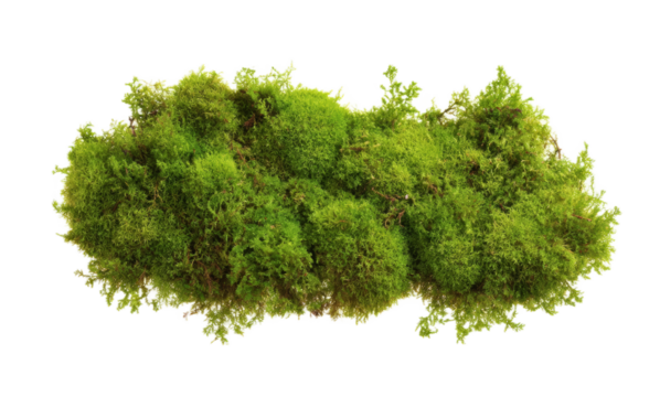 [Transparent Background PNG]Closeup of Fresh Green Moss
