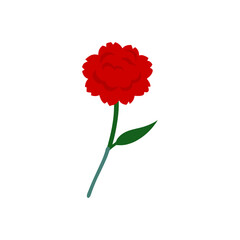carnation-on-white-background--.svg