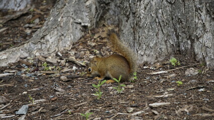 Red Squirrel Sniffing the Ground in Forest