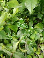 Close-up of various green tropical wild plants growing densely in a garden, showcasing rich foliage and natural beauty.