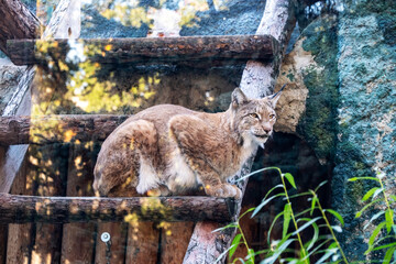 Lynx rests peacefully on a wooden platform within its natural habitat, surrounded by foliage and rocks. Its eyes are gently closed, conveying a sense of calm and tranquility.