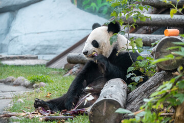 Giant Panda Enjoys Eating Bamboo in Natural Habitat
