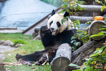 Giant panda sitting outdoors munching on bamboo surrounded by greenery. The panda appears relaxed...