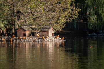 Ducks Resting on Island with Small Wooden Houses