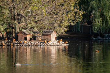 Obraz premium Ducks comfortably resting by a pond in a natural setting, surrounded by wooden duck houses on a rocky island. The peaceful scene highlights the tranquility of wildlife habitat.