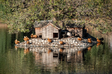 Ducks are resting peacefully on a stone island beside a cozy wooden duck house, surrounded by tranquil pond water and lush trees. The serene setting captures a moment of relaxation in nature.