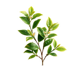 Obraz premium [Transparent Background PNG]Fresh Tea Leaves and Flowers Isolated on White Background