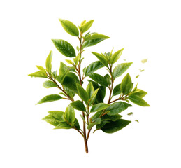 Obraz premium [Transparent Background PNG]Fresh Green Leaves Branching Out