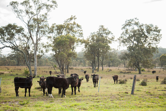 Black cow escaped from the paddock standing near its herd