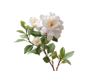 Obraz premium [Transparent Background PNG]Beautiful White Gardenia Flowers in Full Bloom