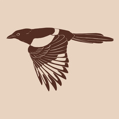 Magpie, flying bird. Hand drawn vector illustration.