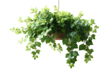 [Transparent Background PNG]Hanging Ivy Plant in Wooden Pot