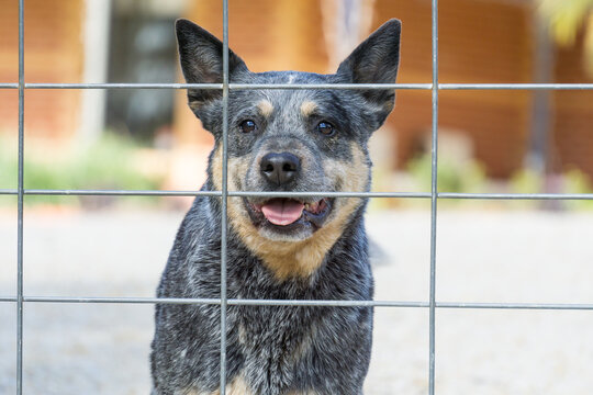 A blue heeler dogs looks out through a wire gate