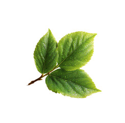 Fototapeta premium [Transparent Background PNG]Fresh Green Leaves with Water Droplets