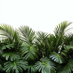 Tropical Leaves Border on White Background