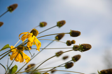 Seed heads and yellow daisy flowers of Rudbeckia laciniata in a garden
