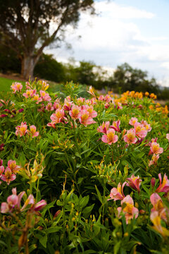 Pink and orange flowers of peruvian lily bush in a garden