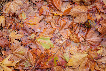 autumn fall leaves in the rain, background  backdrop, change of season, maple leaf drop