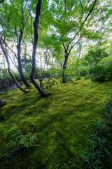 Naklejka premium 京都祇王寺の苔で覆われた庭園の地面