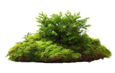 [Transparent Background PNG]Miniature Green Moss Terrarium Design