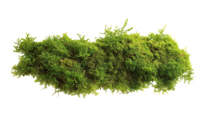 [Transparent Background PNG]Close up of a vibrant green moss patch