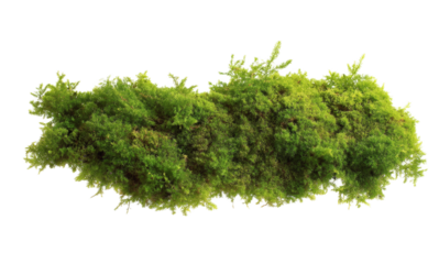 [Transparent Background PNG]Close up of a vibrant green moss patch