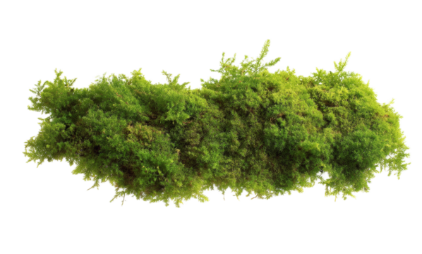 [Transparent Background PNG]Close up of a vibrant green moss patch